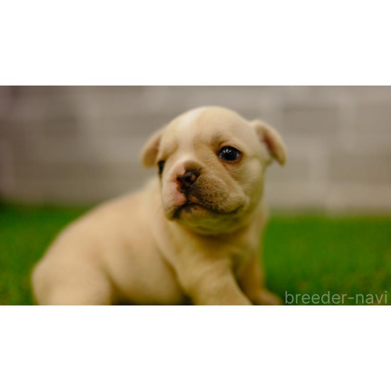 販売中の三重県のフレンチブルドッグ-449561の8枚目