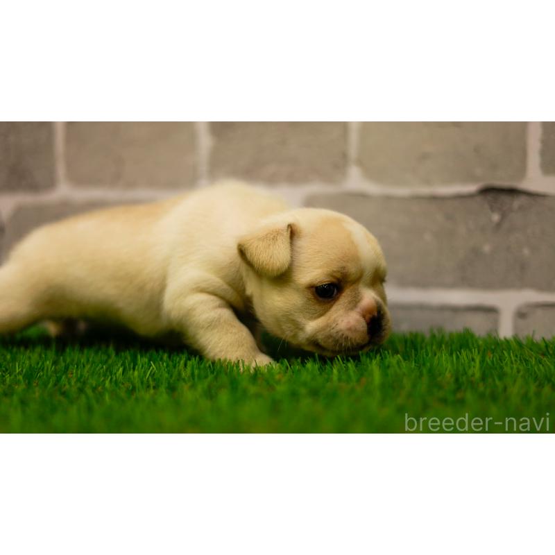 販売中の三重県のフレンチブルドッグ-449561の7枚目