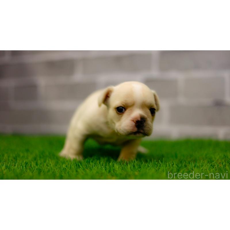 販売中の三重県のフレンチブルドッグ-449561の6枚目