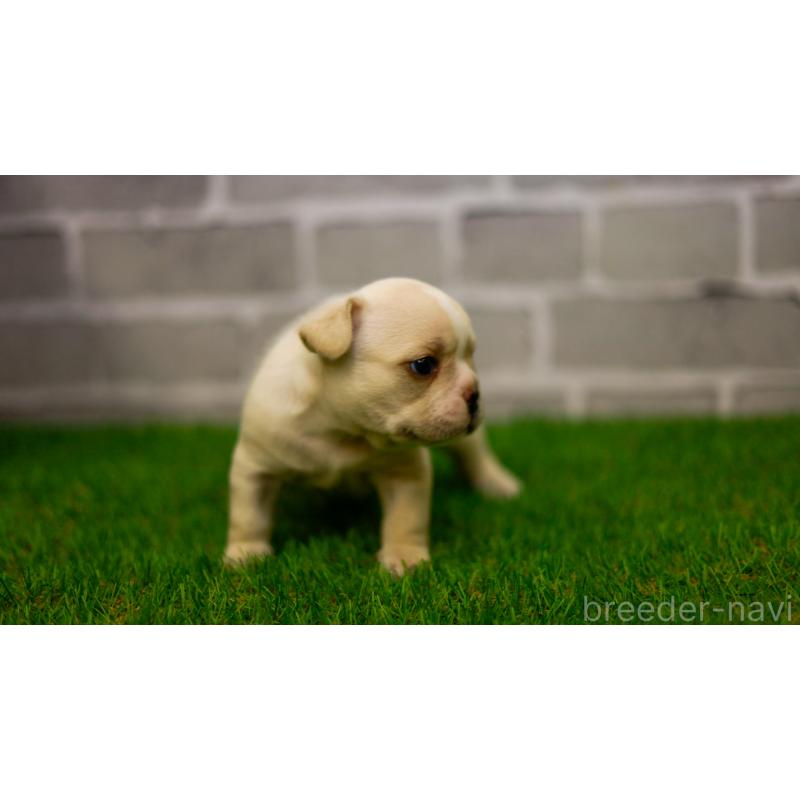 販売中の三重県のフレンチブルドッグ-449561の4枚目