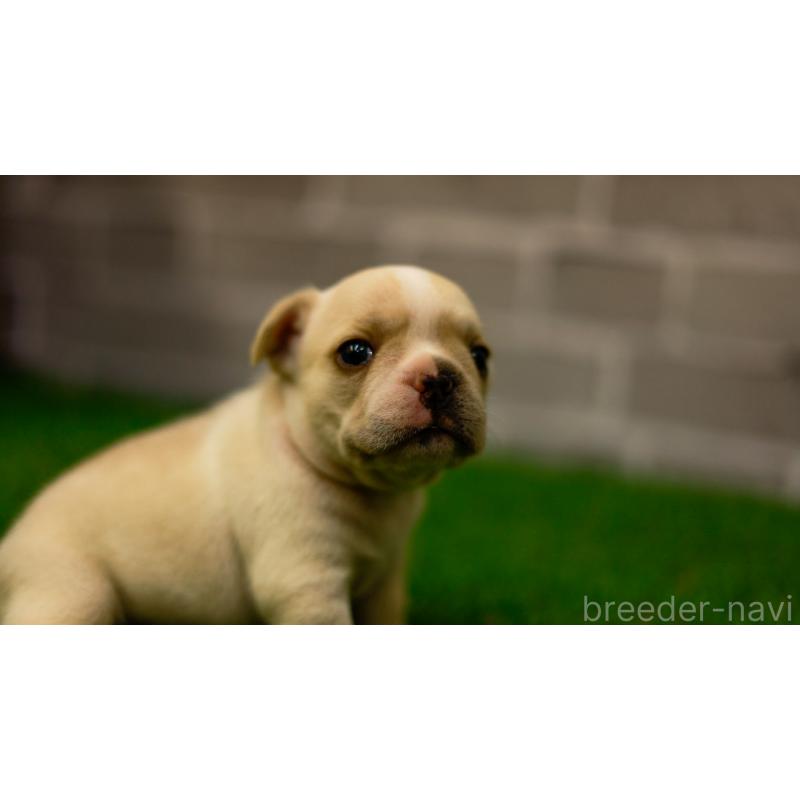 販売中の三重県のフレンチブルドッグ-449561の3枚目