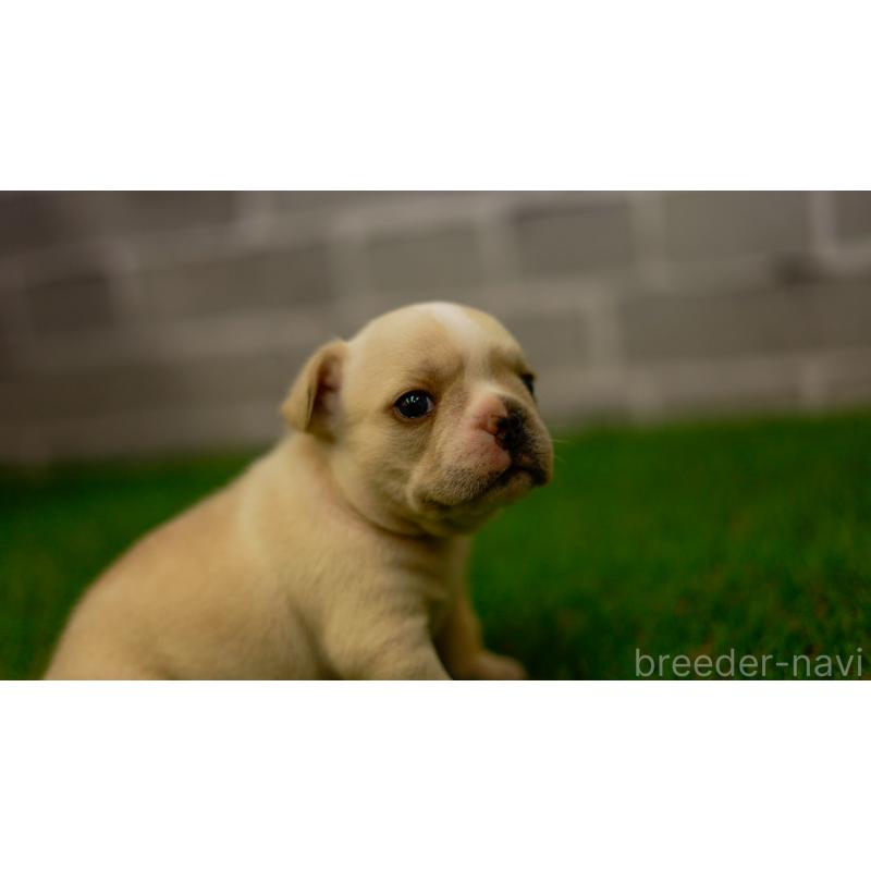 販売中の三重県のフレンチブルドッグ-449561の2枚目