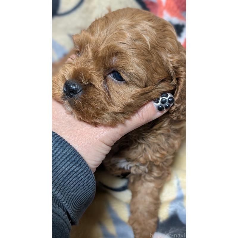 販売中の愛知県のコッカプー:アメリカンコッカースパニエル×トイプードル-449560の12枚目