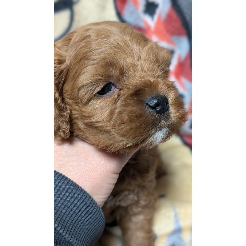 販売中の愛知県のコッカプー:アメリカンコッカースパニエル×トイプードル-449560の11枚目