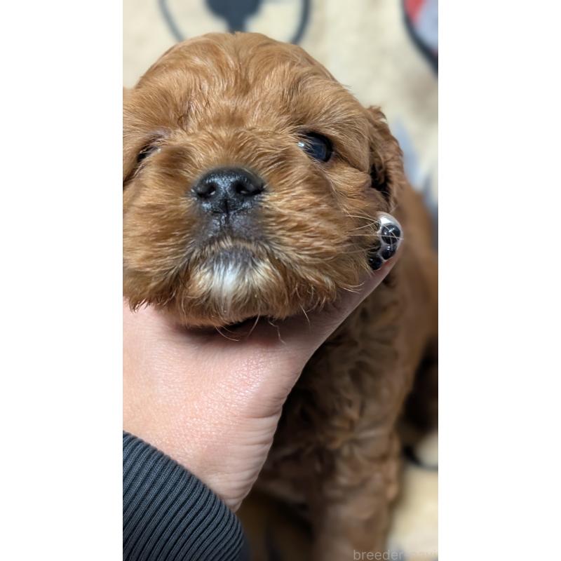 販売中の愛知県のコッカプー:アメリカンコッカースパニエル×トイプードル-449560の10枚目