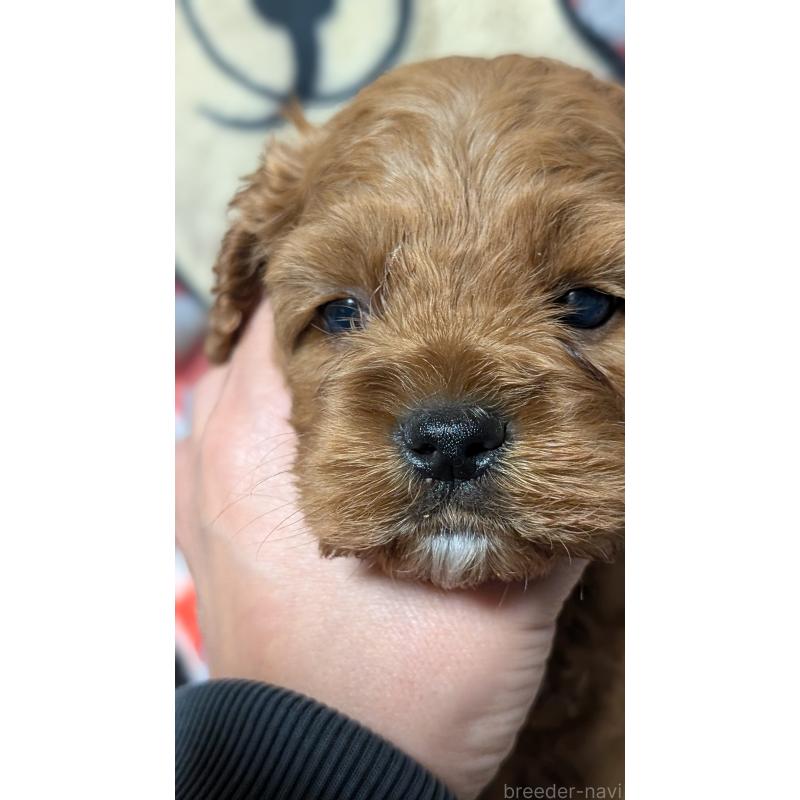 販売中の愛知県のコッカプー:アメリカンコッカースパニエル×トイプードル-449560の9枚目