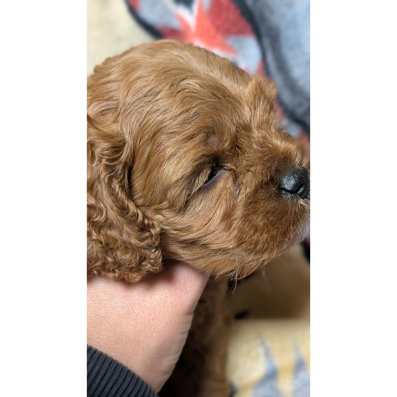 販売中の愛知県のコッカプー:アメリカンコッカースパニエル×トイプードル-449560の8枚目