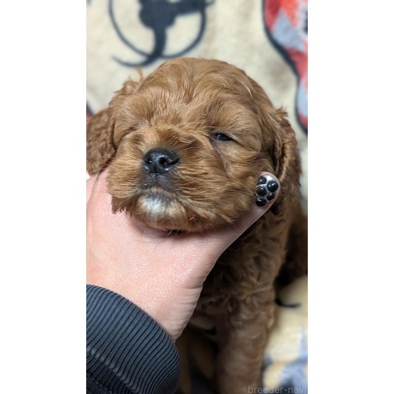 販売中の愛知県のコッカプー:アメリカンコッカースパニエル×トイプードル-449560の7枚目