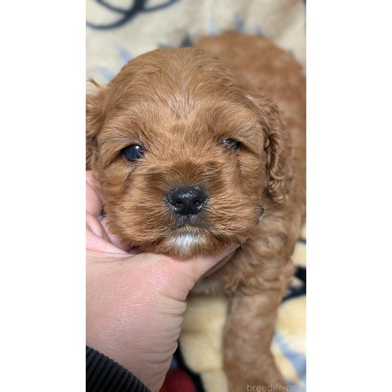 販売中の愛知県のコッカプー:アメリカンコッカースパニエル×トイプードル-449560の6枚目