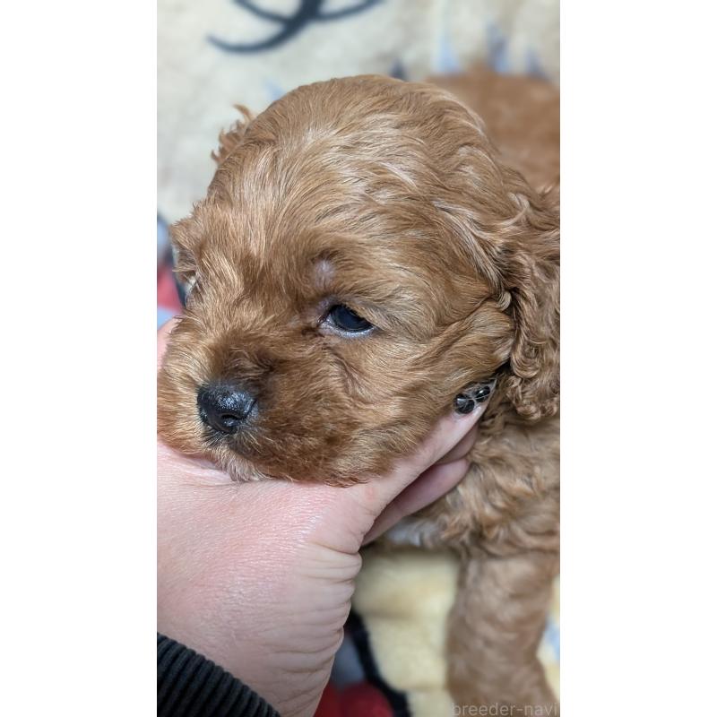 販売中の愛知県のコッカプー:アメリカンコッカースパニエル×トイプードル-449560の5枚目