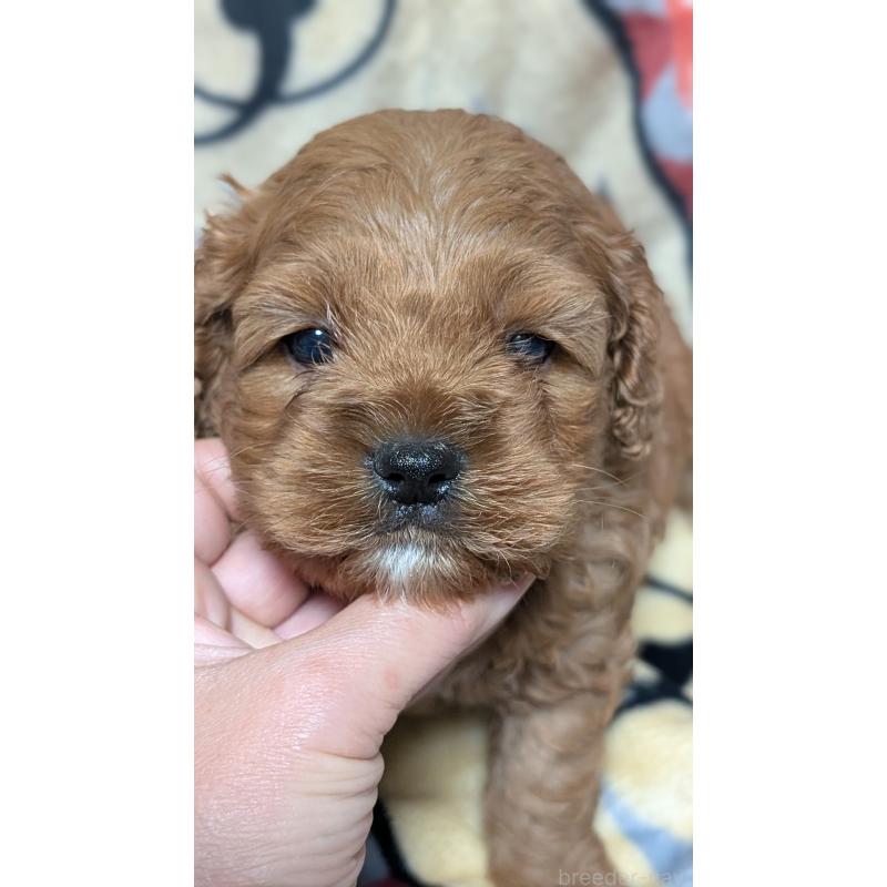 販売中の愛知県のコッカプー:アメリカンコッカースパニエル×トイプードル-449560の4枚目