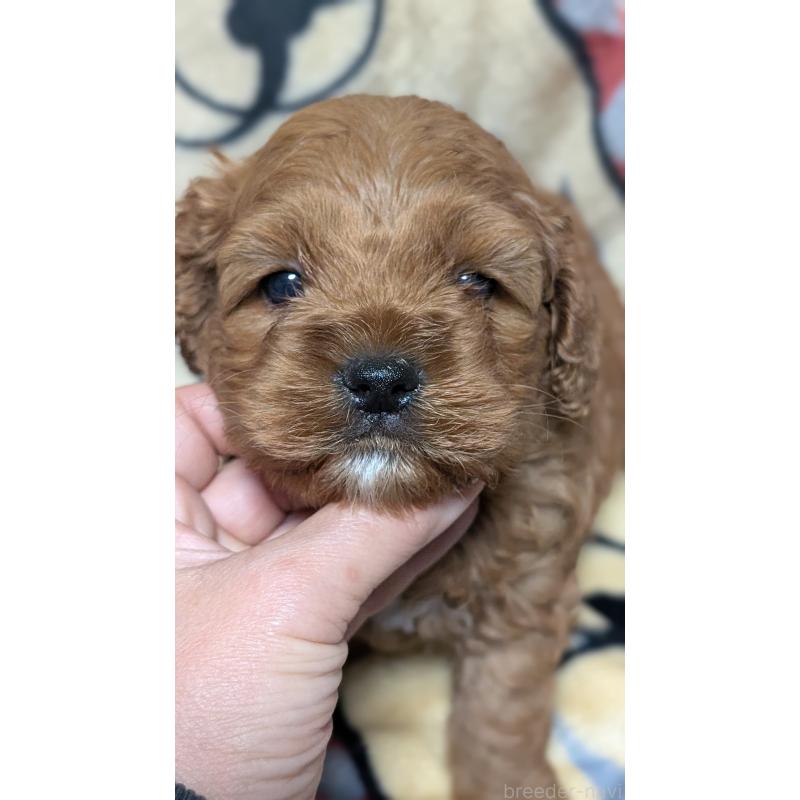 販売中の愛知県のコッカプー:アメリカンコッカースパニエル×トイプードル-449560の3枚目