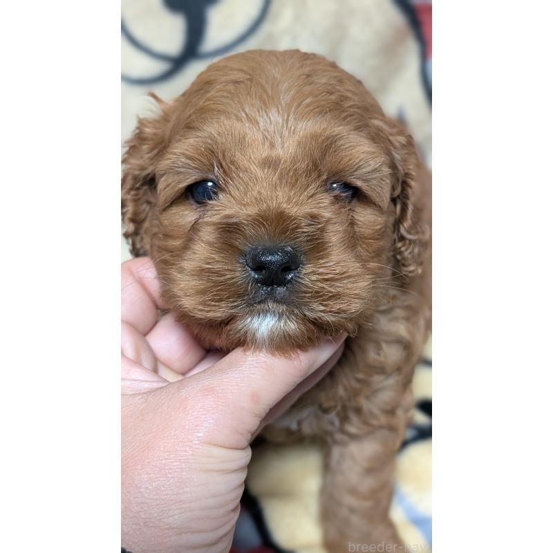 販売中の愛知県のコッカプー:アメリカンコッカースパニエル×トイプードル-449560の2枚目