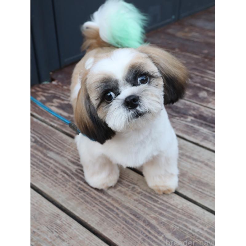 販売中の山口県のシーズー-431507の3枚目