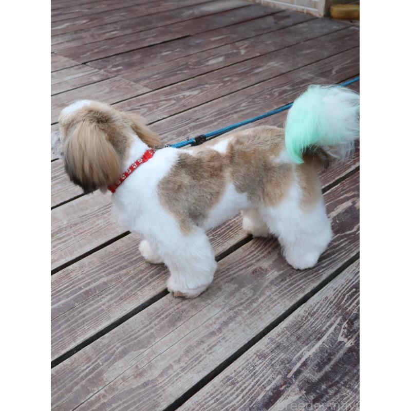 販売中の山口県のシーズー-431507の2枚目