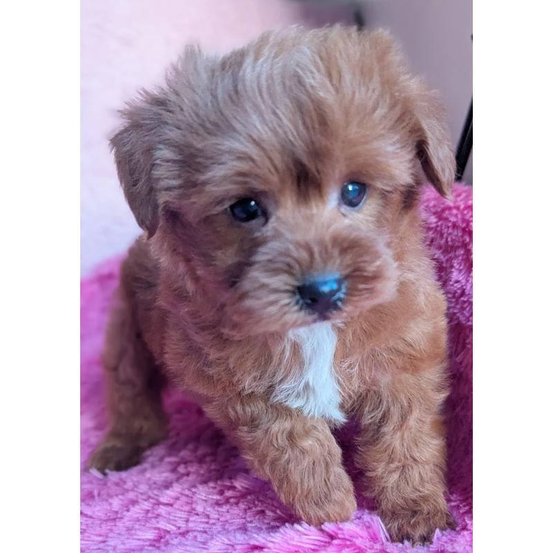 販売中の静岡県のミックス犬-449808の8枚目