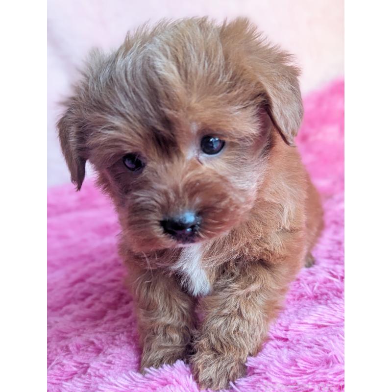 販売中の静岡県のミックス犬-449808の7枚目