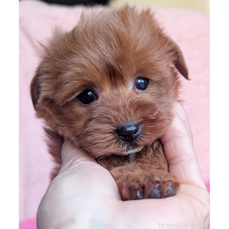 販売中の静岡県のミックス犬-449808の6枚目