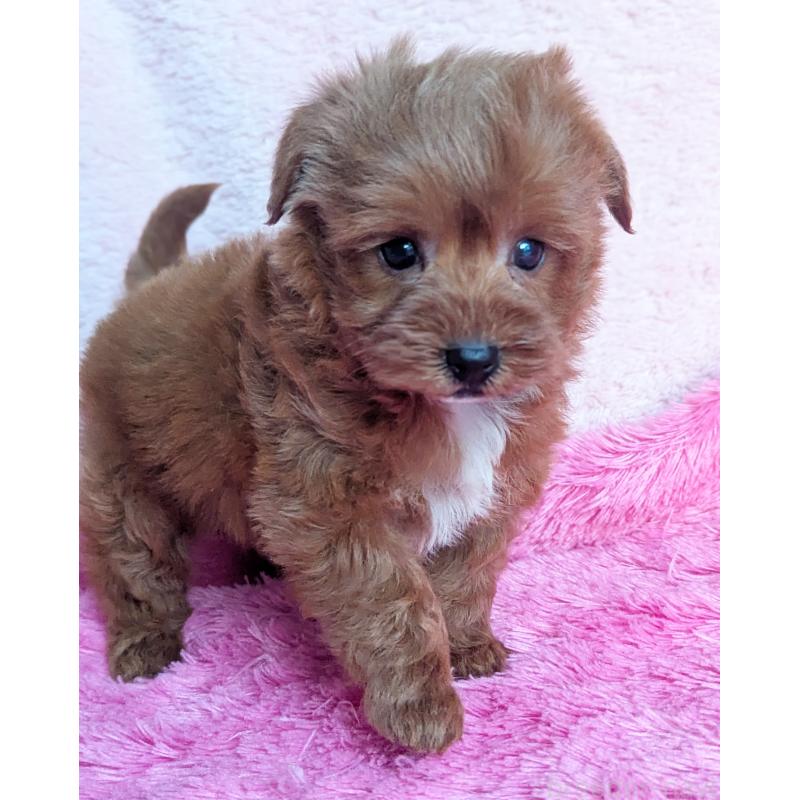 販売中の静岡県のミックス犬-449808の5枚目