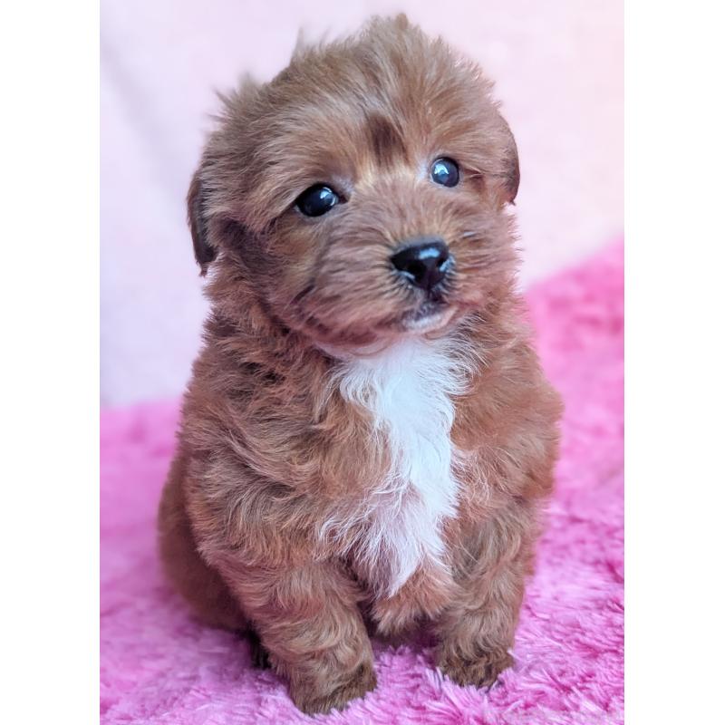 販売中の静岡県のミックス犬-449808の4枚目