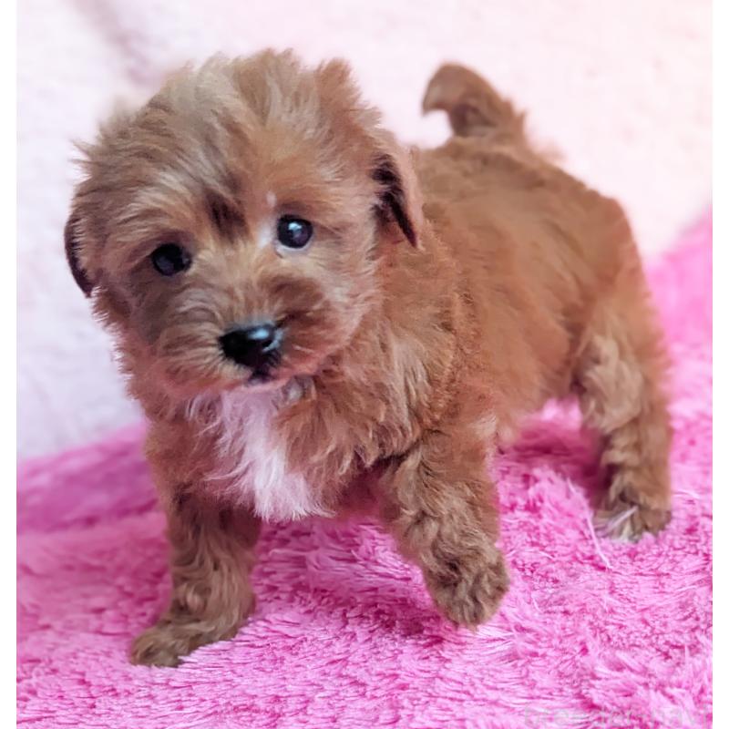 販売中の静岡県のミックス犬-449808の3枚目