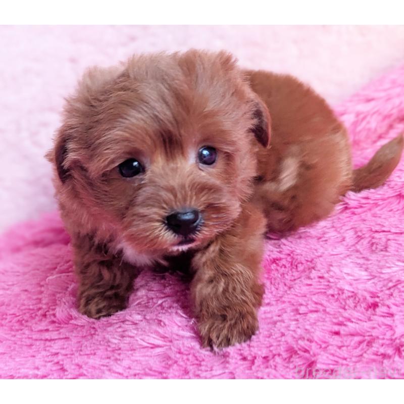 販売中の静岡県のミックス犬-449808の2枚目