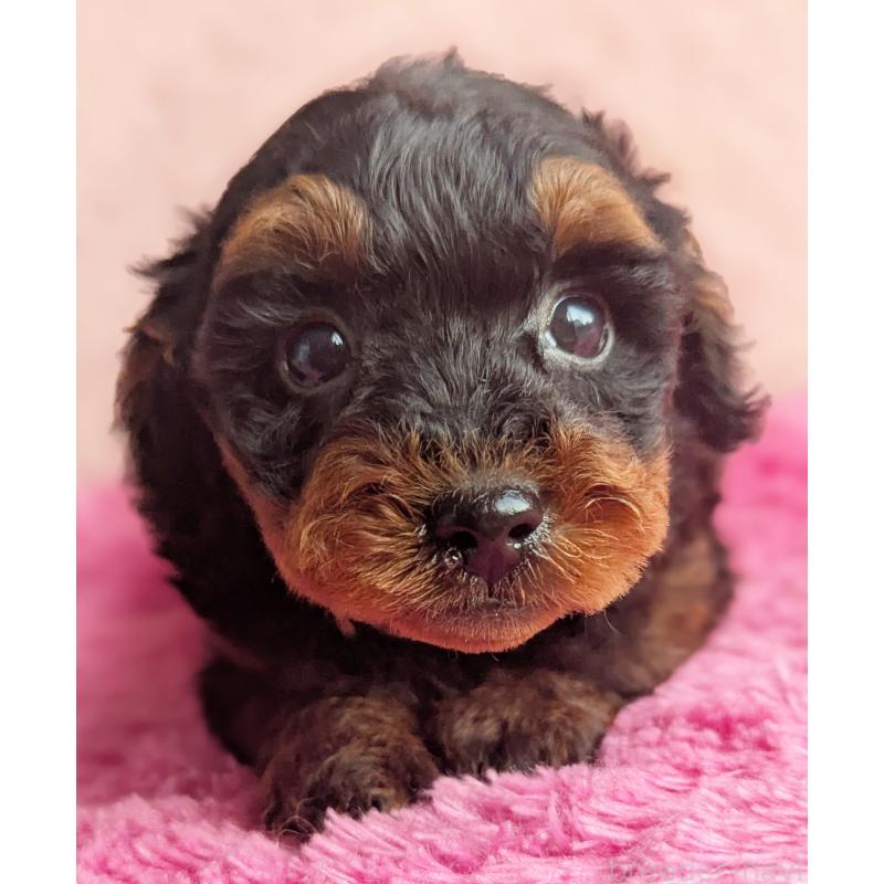 販売中の静岡県のミックス犬-449809の8枚目