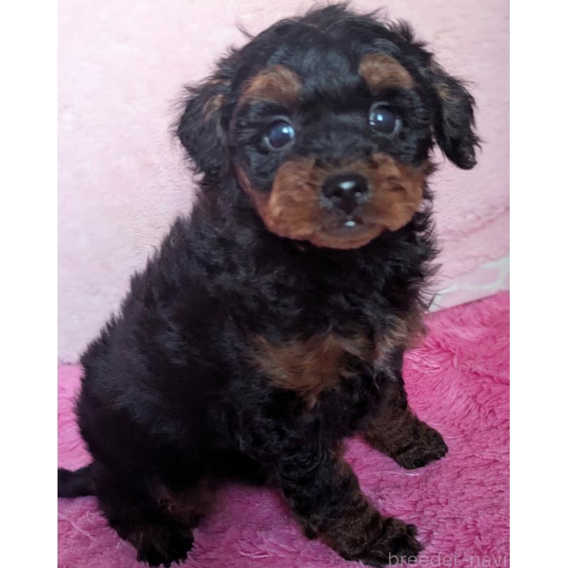 販売中の静岡県のミックス犬-449809の7枚目