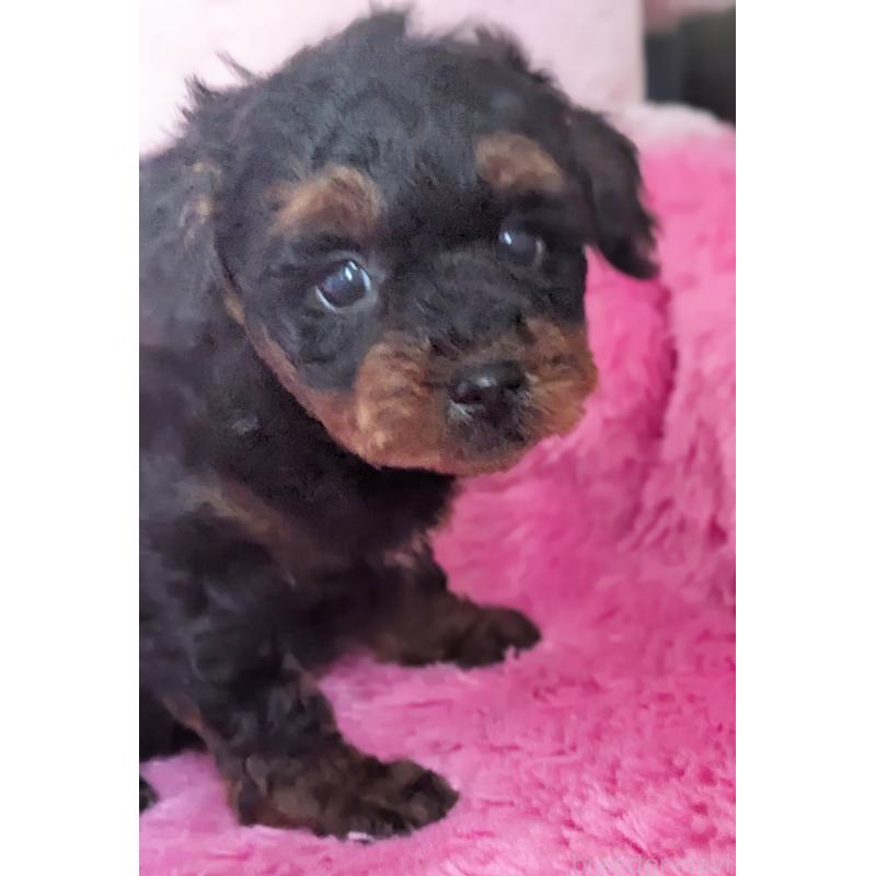 販売中の静岡県のミックス犬-449809の6枚目