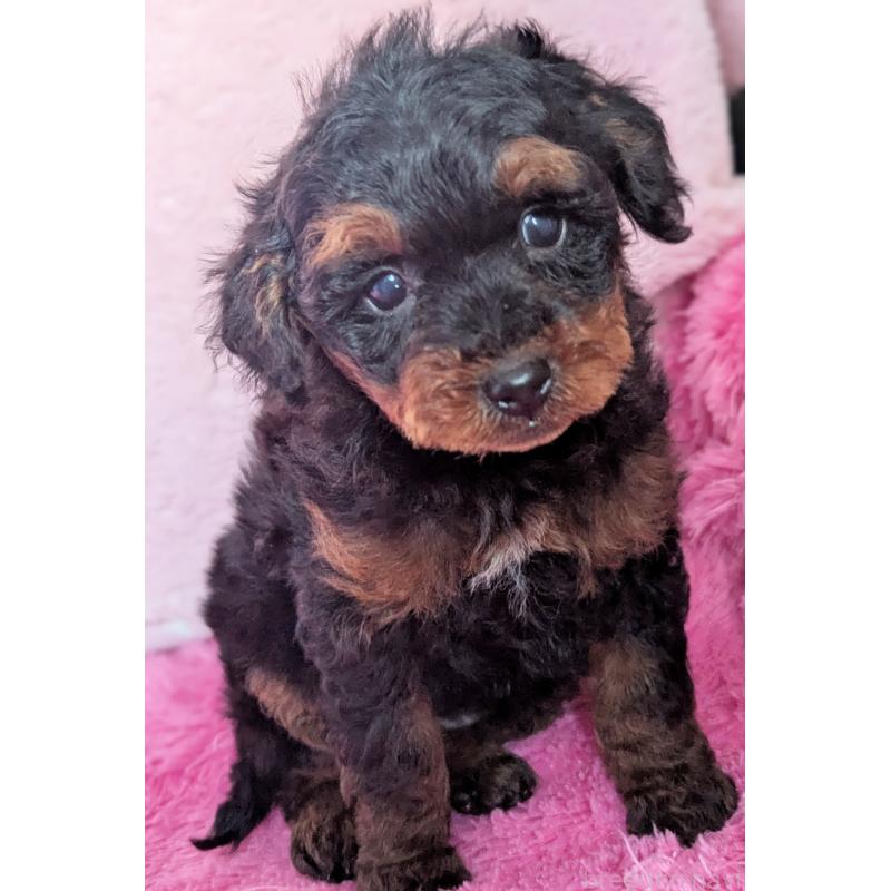 販売中の静岡県のミックス犬-449809の5枚目