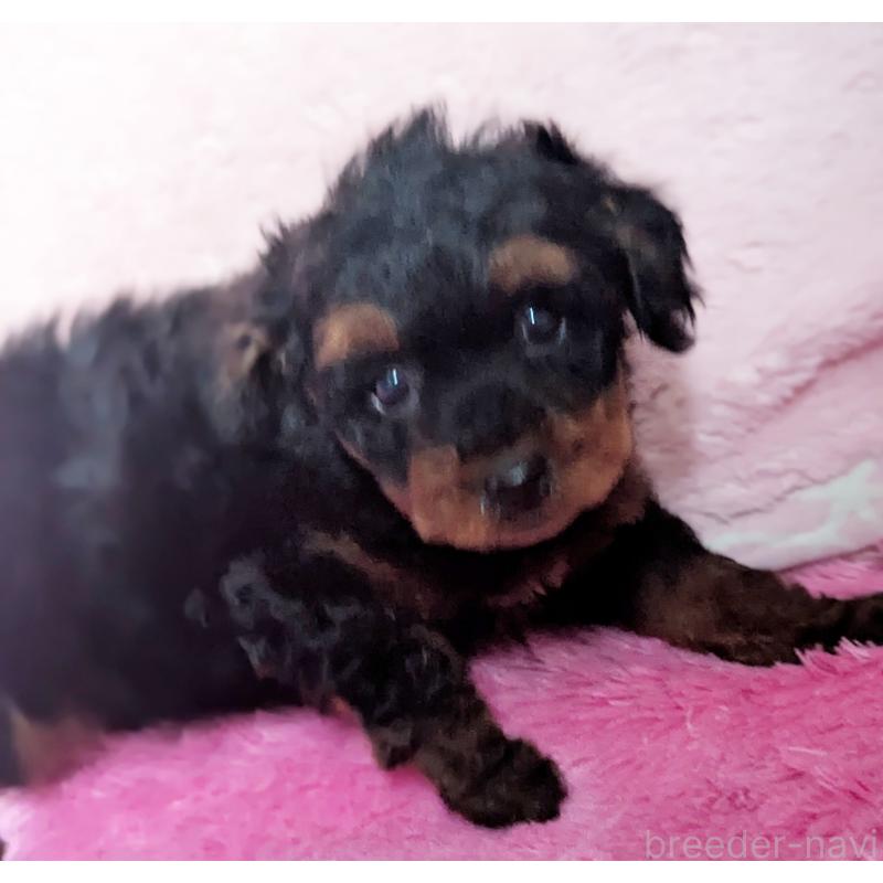 販売中の静岡県のミックス犬-449809の4枚目