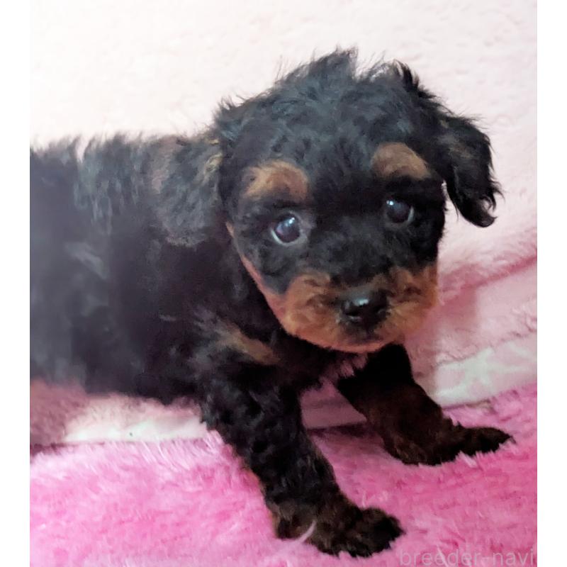 販売中の静岡県のミックス犬-449809の3枚目