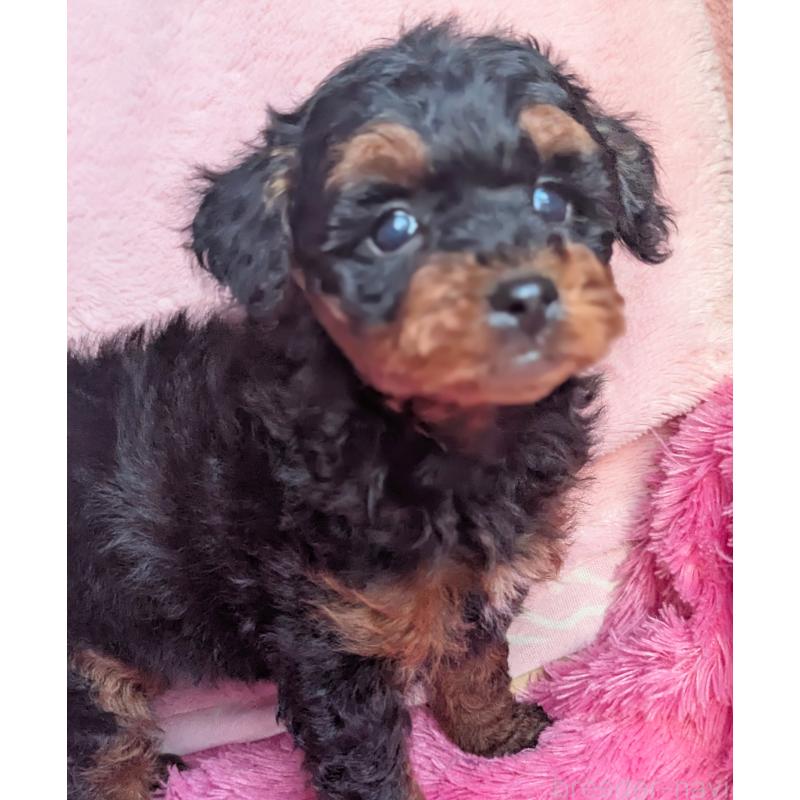 販売中の静岡県のミックス犬-449809の2枚目