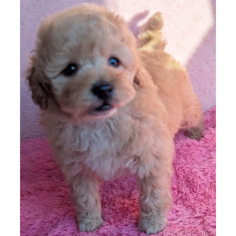 販売中の静岡県のトイプードル-449810の10枚目