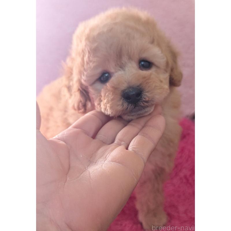 販売中の静岡県のトイプードル-449810の9枚目