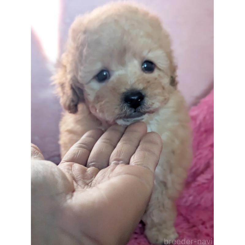 販売中の静岡県のトイプードル-449810の8枚目