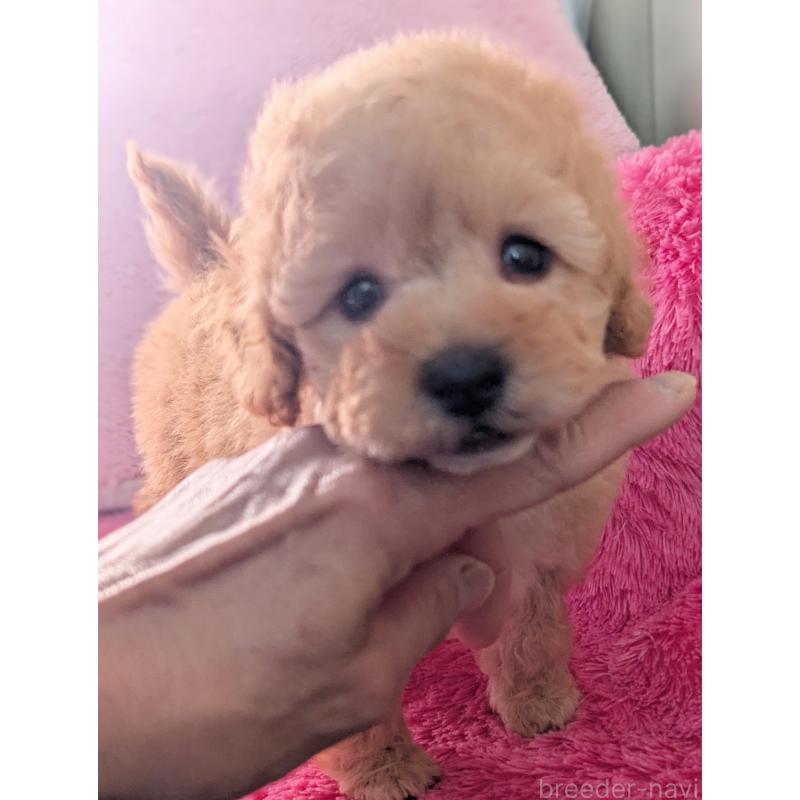 販売中の静岡県のトイプードル-449810の7枚目