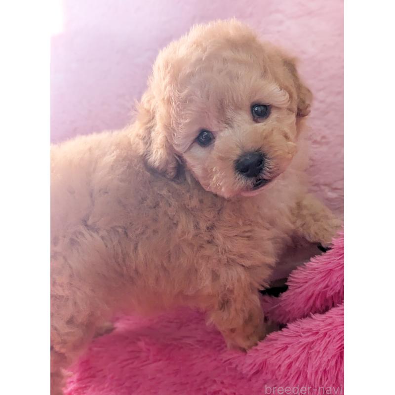 販売中の静岡県のトイプードル-449810の6枚目