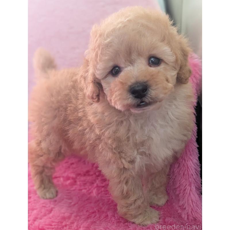 販売中の静岡県のトイプードル-449810の5枚目