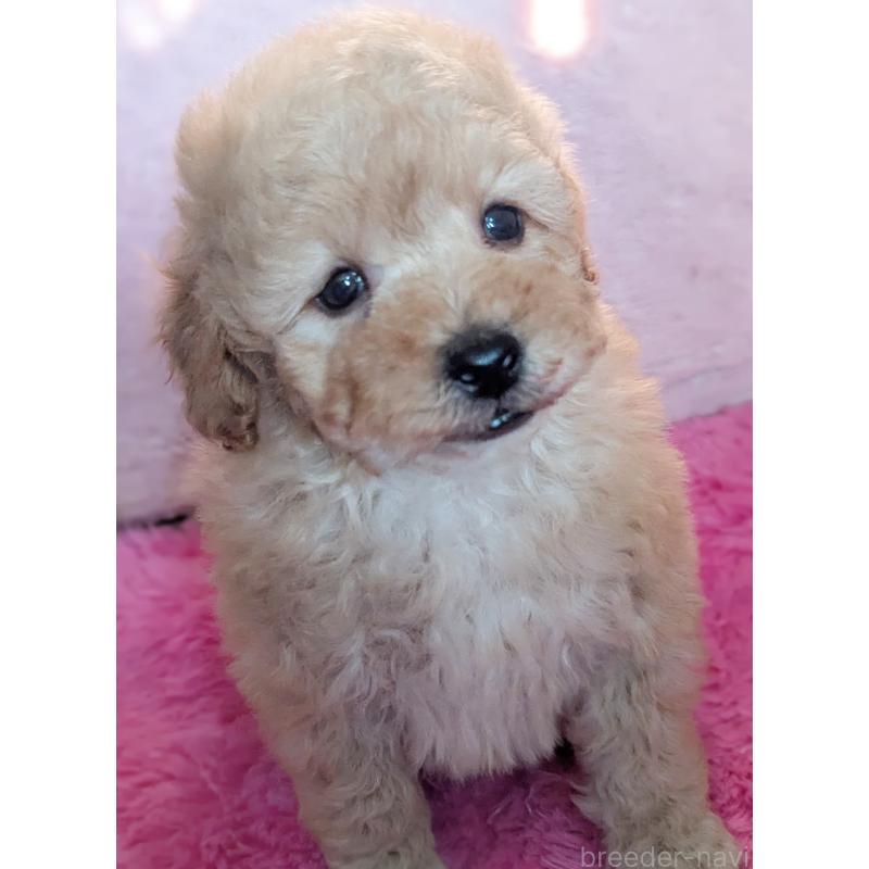 販売中の静岡県のトイプードル-449810の4枚目