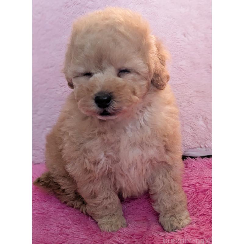 販売中の静岡県のトイプードル-449810の2枚目