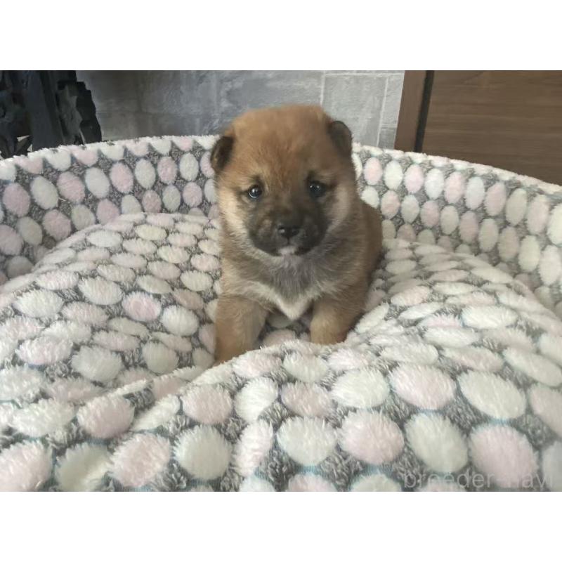 販売中の茨城県の豆柴-449811の7枚目