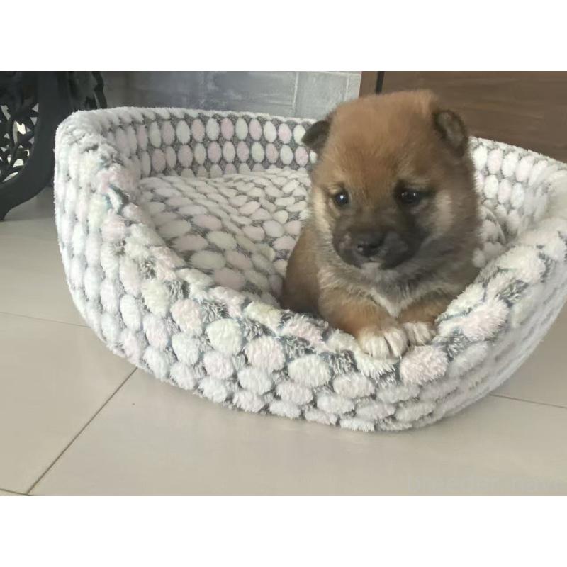 販売中の茨城県の豆柴-449811の6枚目