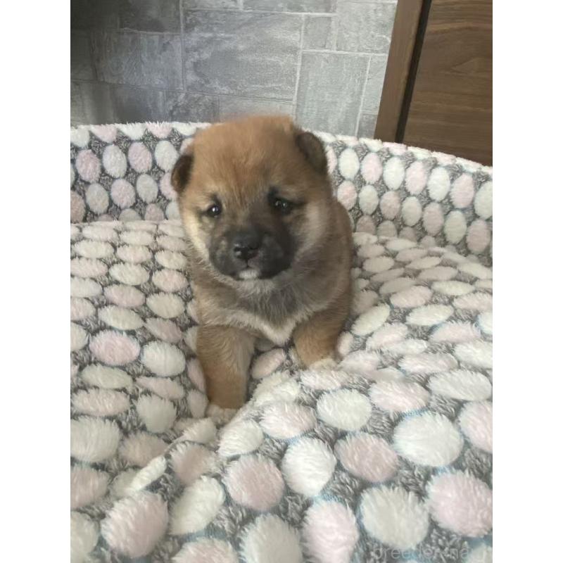 販売中の茨城県の豆柴-449811の5枚目