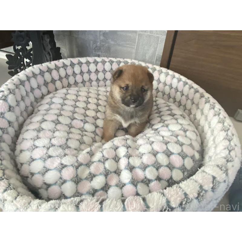 販売中の茨城県の豆柴-449811の4枚目