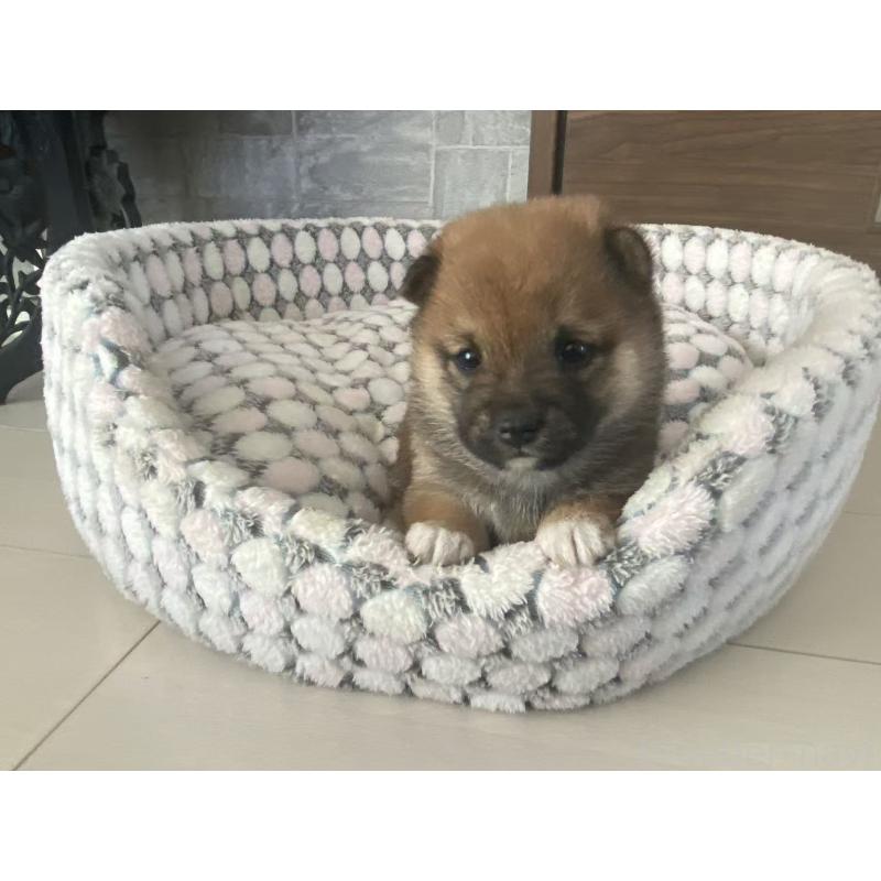 販売中の茨城県の豆柴-449811の3枚目