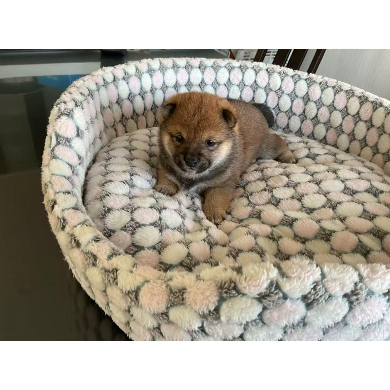 販売中の茨城県の豆柴-449812の9枚目