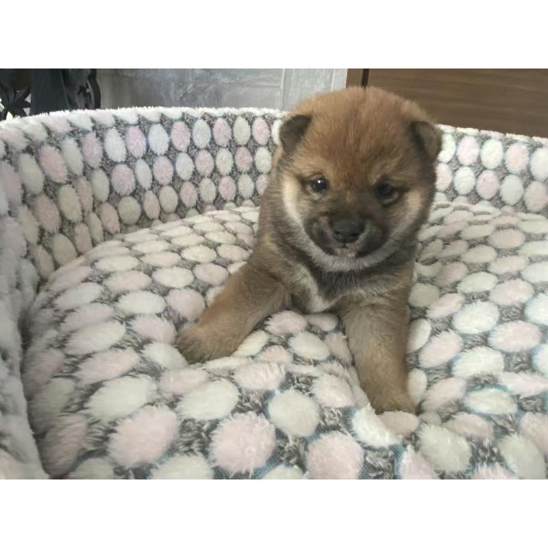 販売中の茨城県の豆柴-449812の8枚目