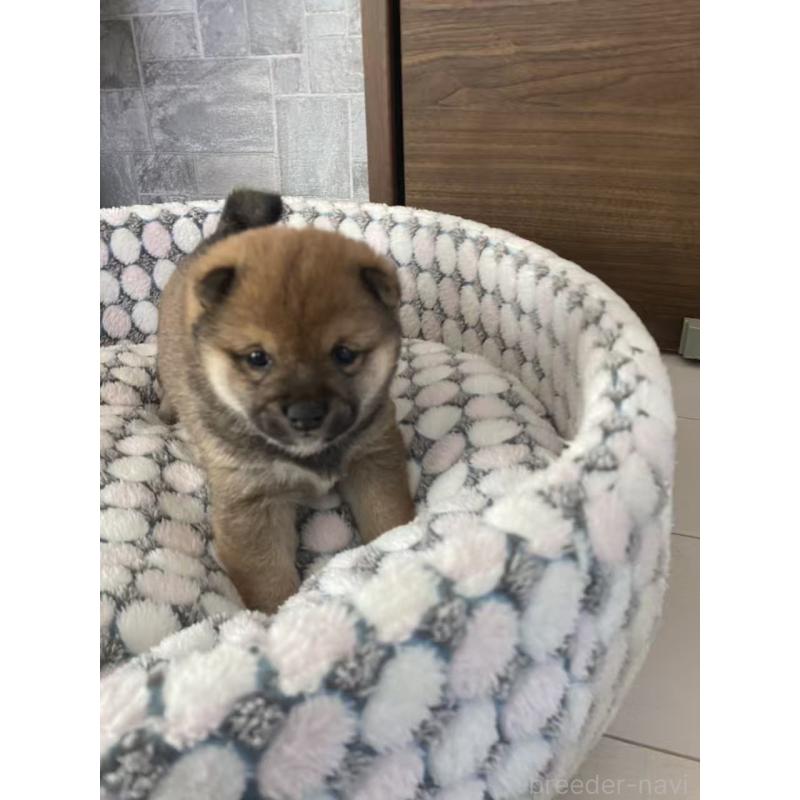 販売中の茨城県の豆柴-449812の7枚目