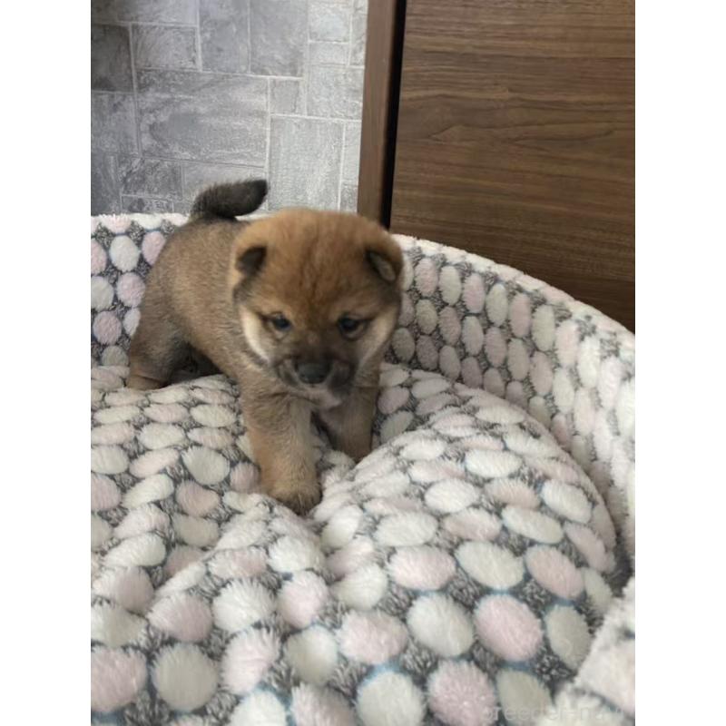 販売中の茨城県の豆柴-449812の6枚目